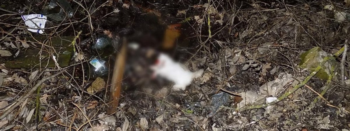 В Бобруйске мужчина убил котенка на глазах у 10-месячного ребенка