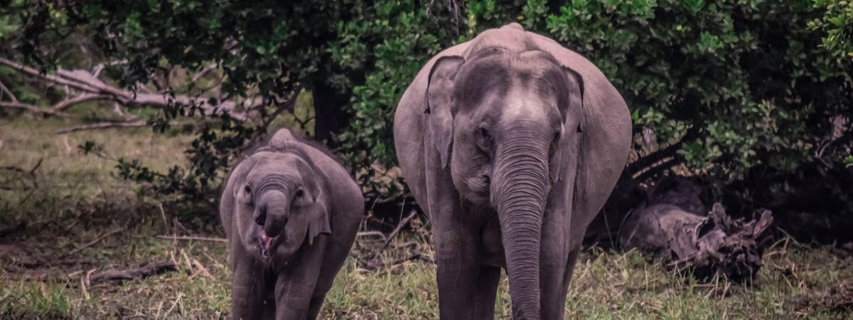 Беларусь в 2024 году получила от иностранного охотничьего туризма 2,3 млн рублей доходов