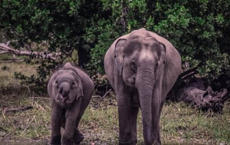 Беларусь в 2024 году получила от иностранного охотничьего туризма 2,3 млн рублей доходов