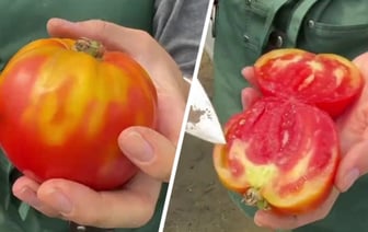 О чём говорят «жёлтые плечики» на помидорах? Эксперт рассказала, что нужно делать, чтобы томаты были красными — Полезно