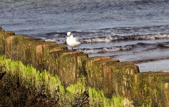 Албания не готова проводить процедуры по мигрантам для Германии