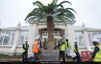 Ученые Ищут Партнершу Для "Самого Одинокого" Растения В Мире