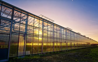 «Рудаково» построит более 5 га теплиц. Узнали, что там будут выращивать