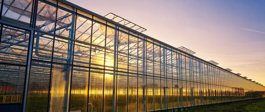 «Рудаково» построит более 5 га теплиц. Узнали, что там будут выращивать
