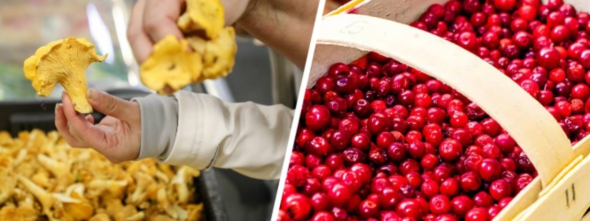 Где купить лисички за 3 рубля/кг? Белорусы обрушили цены на ягоды и грибы — Фото