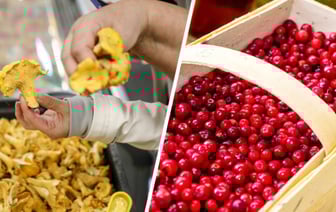 Где купить лисички за 3 рубля/кг? Белорусы обрушили цены на ягоды и грибы — Фото