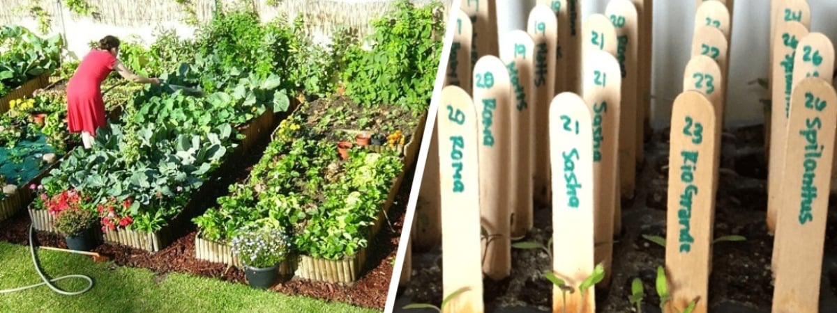 Как не перепутать посаженные на огороде растения? Попробуйте один из этих 10 дешевых способов маркировки — Полезно