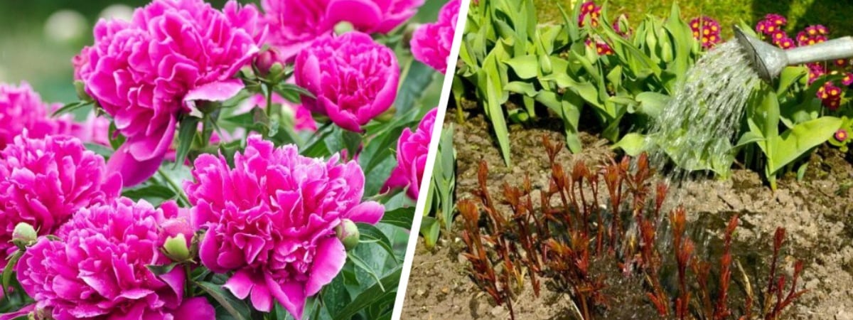 Добавьте в воду этот ингредиент и поливайте пионы. Кусты порадуют феноменальным цветением — Полезно