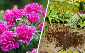Добавьте в воду этот ингредиент и поливайте пионы. Кусты порадуют феноменальным цветением — Полезно