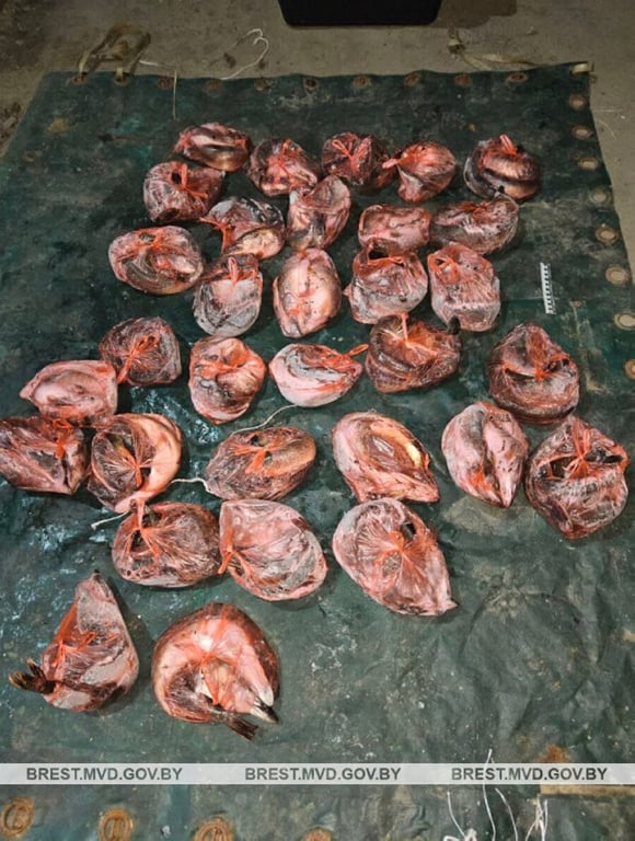 Более 150 килограмм рыбы пытался украсть работник рыбхоза. Случай в Брестской области