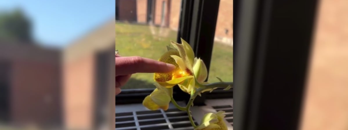 «Я бы оторвала себе руку» — Видео с «плюющейся» орхидеей собрало почти 5 млн просмотров в TikTok — Видео