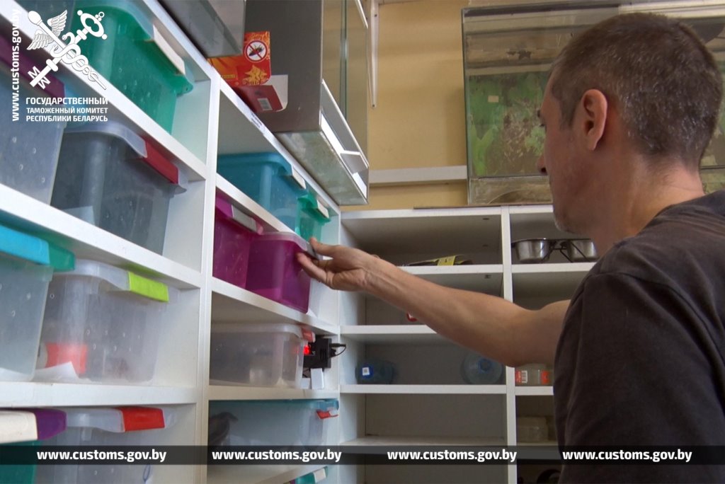 Брестские таможенники обнаружили 19 королевских питонов в рейсовом автобусе из Польши