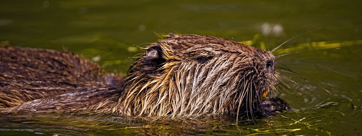 ЕЭК продлила антидемпинговую пошлину на литые алюминиевые колесные диски из Китая