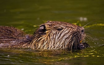 ЕЭК продлила антидемпинговую пошлину на литые алюминиевые колесные диски из Китая