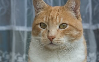 В Минэкономики утверждают, что санируемые предприятия Гомельской области работают с прибылью