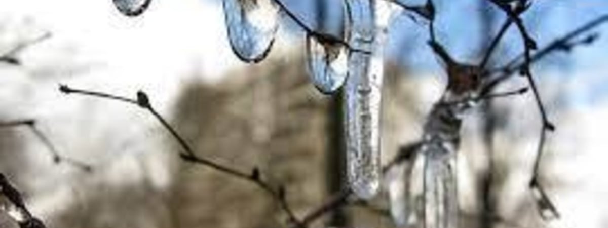 На календаре зима, а на термометре весна. Какой будет погода на текущей неделе