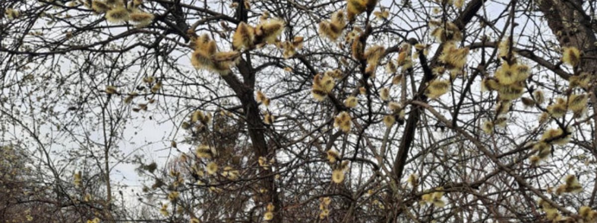 Дожди и снег, но тепло. Какой будет следующая неделя