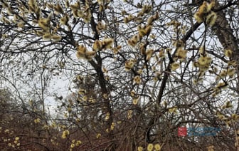 Дожди и снег, но тепло. Какой будет следующая неделя