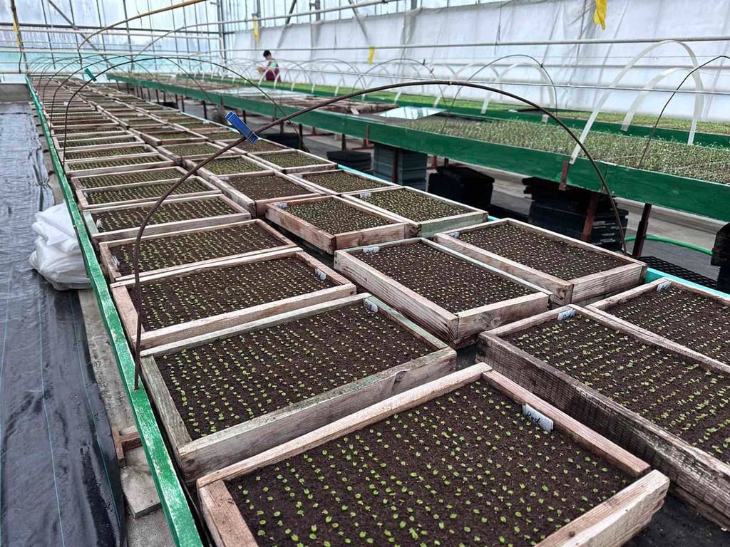 В Бресте планируют высадить более 500 тысяч цветов