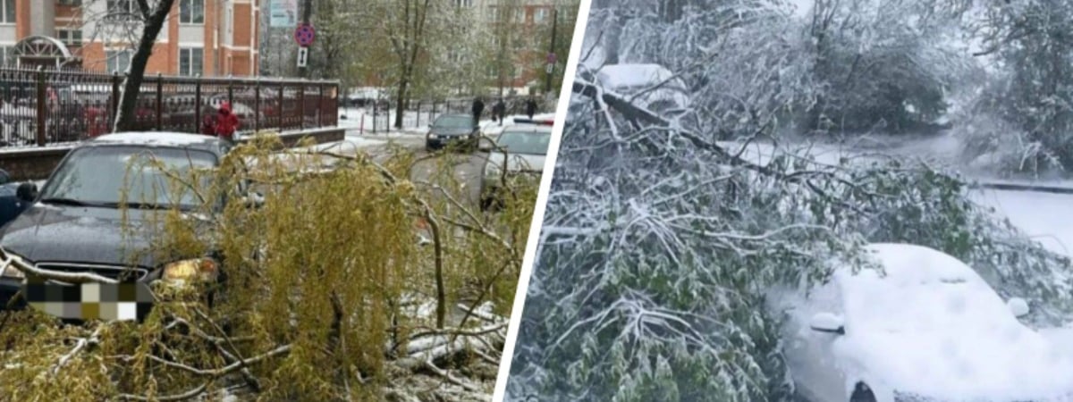 В Витебске из-за непогоды деревья упали на машины — пришлось вызывать МЧС — Видео