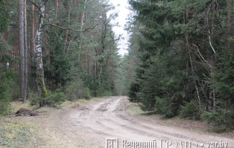 Запрет на посещение лесов в Гродненской области