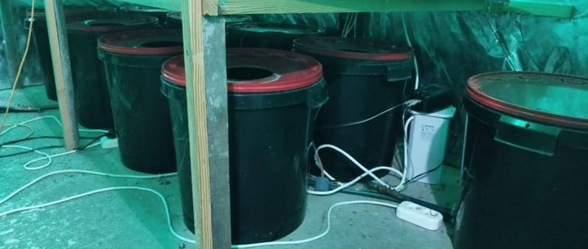 Продавцы марихуаны задержаны в Гомеле