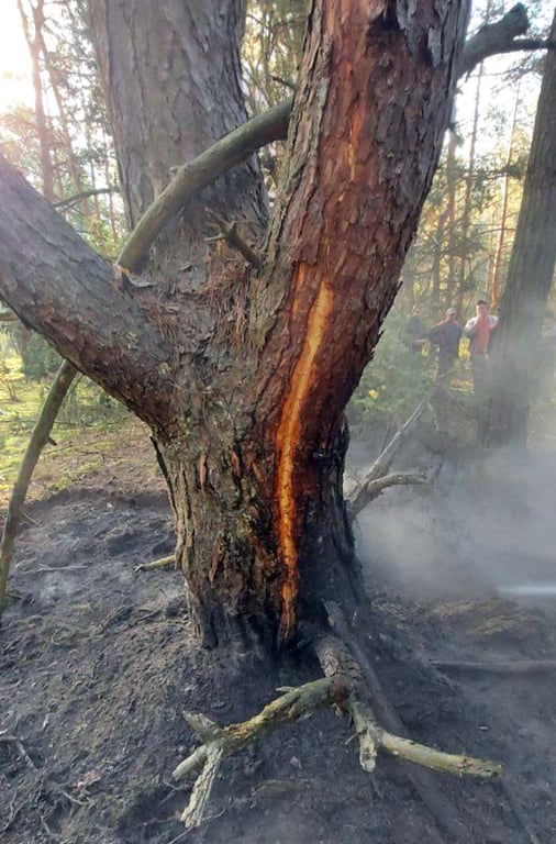Удары молнии привели к двум лесным пожарам в Кобринском районе