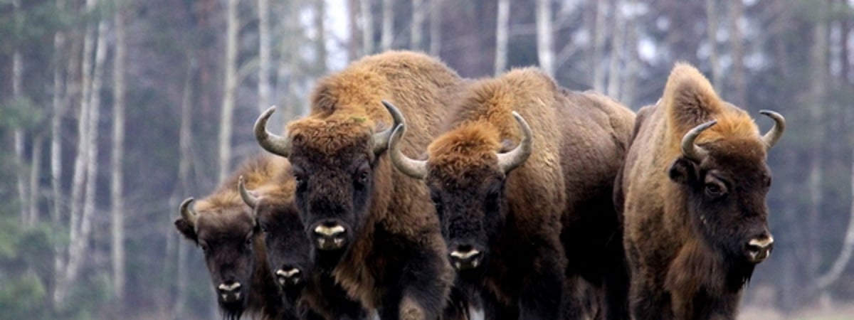 В Новогрудском районе схлестнулись два зубра (видео)