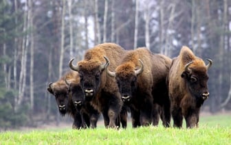 В Новогрудском районе схлестнулись два зубра (видео)