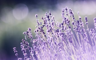 Торговые сети в Беларуси обрушили цены на свинину, колбаски и курятину. А где успеть взять креветки по 17 рублей?