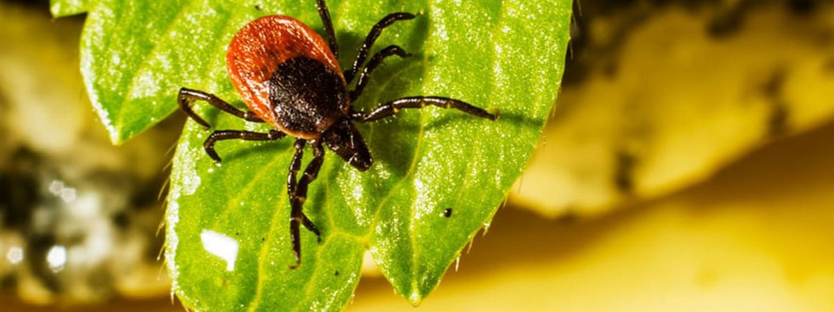 Клещи просыпаются — в Гродно зафиксировали первый случай