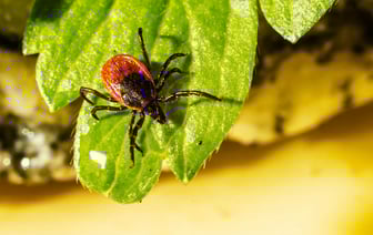 Клещи просыпаются — в Гродно зафиксировали первый случай
