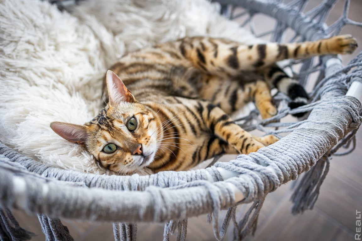 Молодая семья построила уютный дом из старого сруба. Побывали у них в гостях