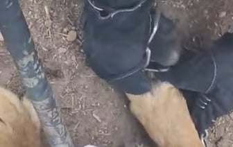 Спасение собаки: добрая история от каменецких спасателей