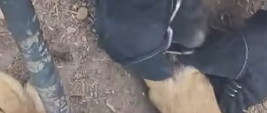 Спасение собаки: добрая история от каменецких спасателей