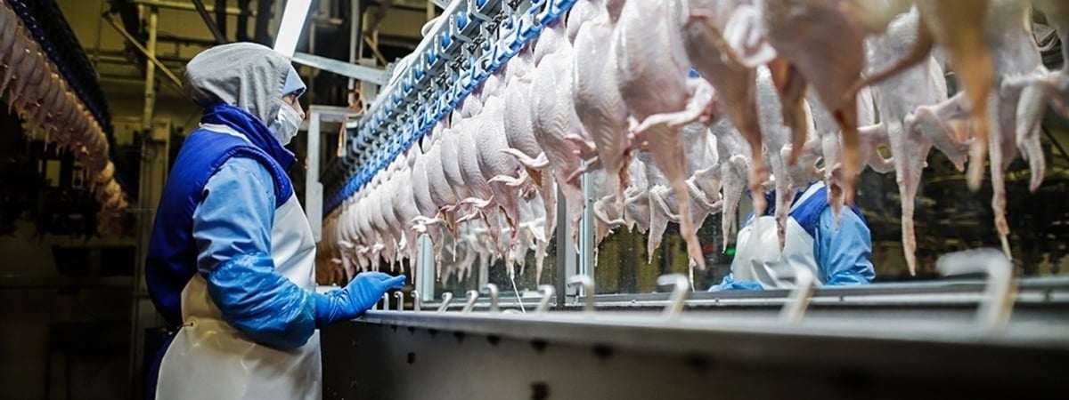 Россельхознадзор нашёл опасные бактерии в продукции двух белорусских птицефабрик