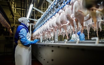 Россельхознадзор нашёл опасные бактерии в продукции двух белорусских птицефабрик