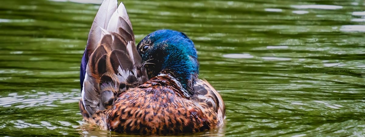 ХАМАС выпустил две ракеты по Израилю