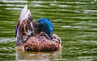 ХАМАС выпустил две ракеты по Израилю