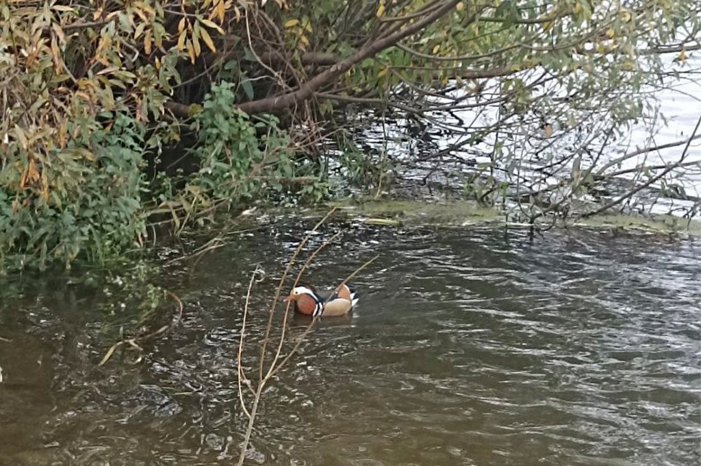 В Беларуси заметили утку, которая редко встречается у нас