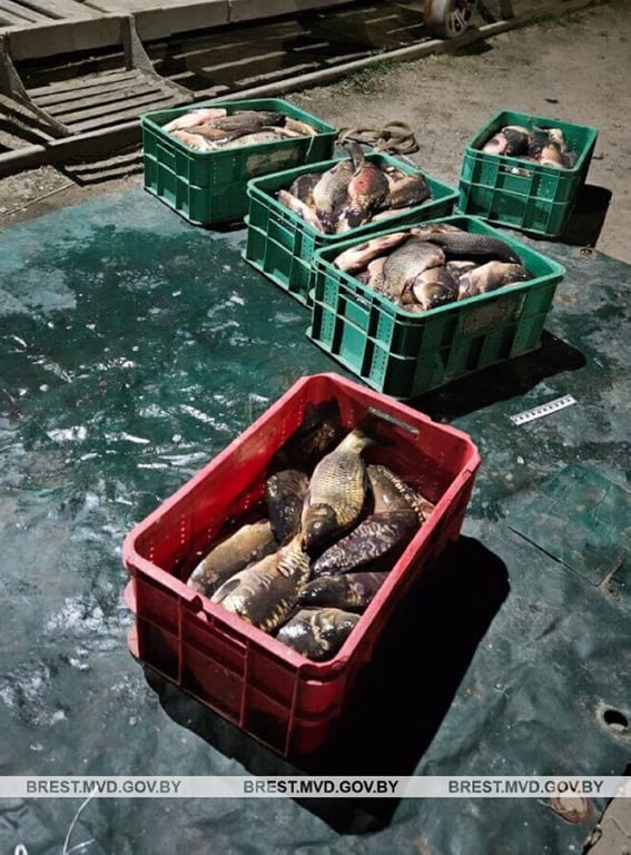 Более 150 килограмм рыбы пытался украсть работник рыбхоза. Случай в Брестской области