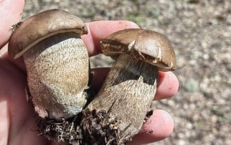 Белорусские грибы рванули слишком рано