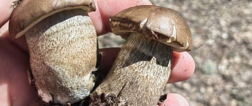 Белорусские грибы рванули слишком рано