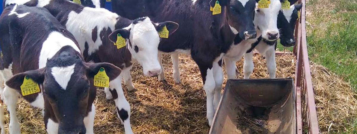 В Зельвенском районе погибли телята — кто стал виновником