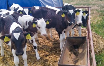 В Зельвенском районе погибли телята — кто стал виновником