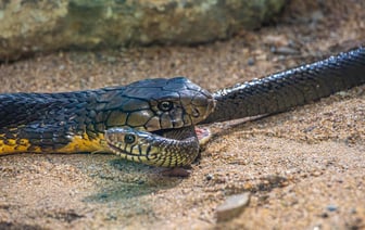 Два вида популярных сладостей запретили продавать в Беларуси