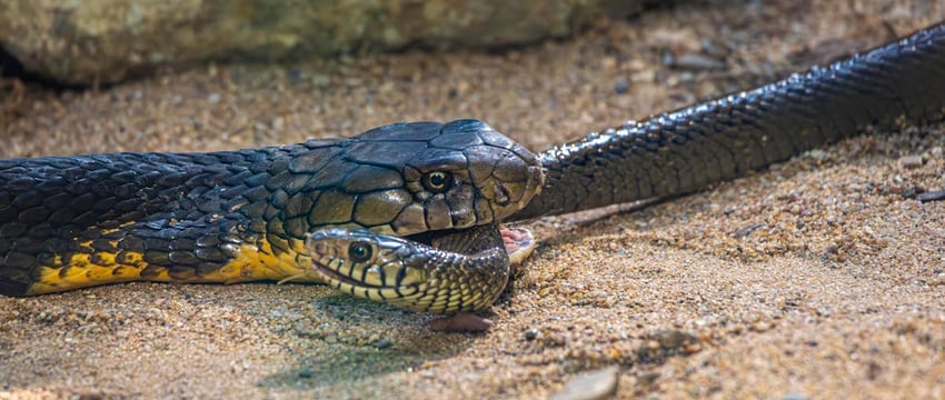 Два вида популярных сладостей запретили продавать в Беларуси