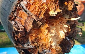 В Бресте в Парке культуры и отдыха упал столб