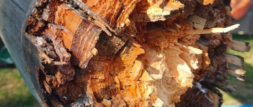 В Бресте в Парке культуры и отдыха упал столб