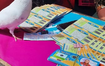 Голубь удачи на Центральном рынке Бреста